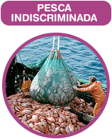 Pesca indiscriminada
