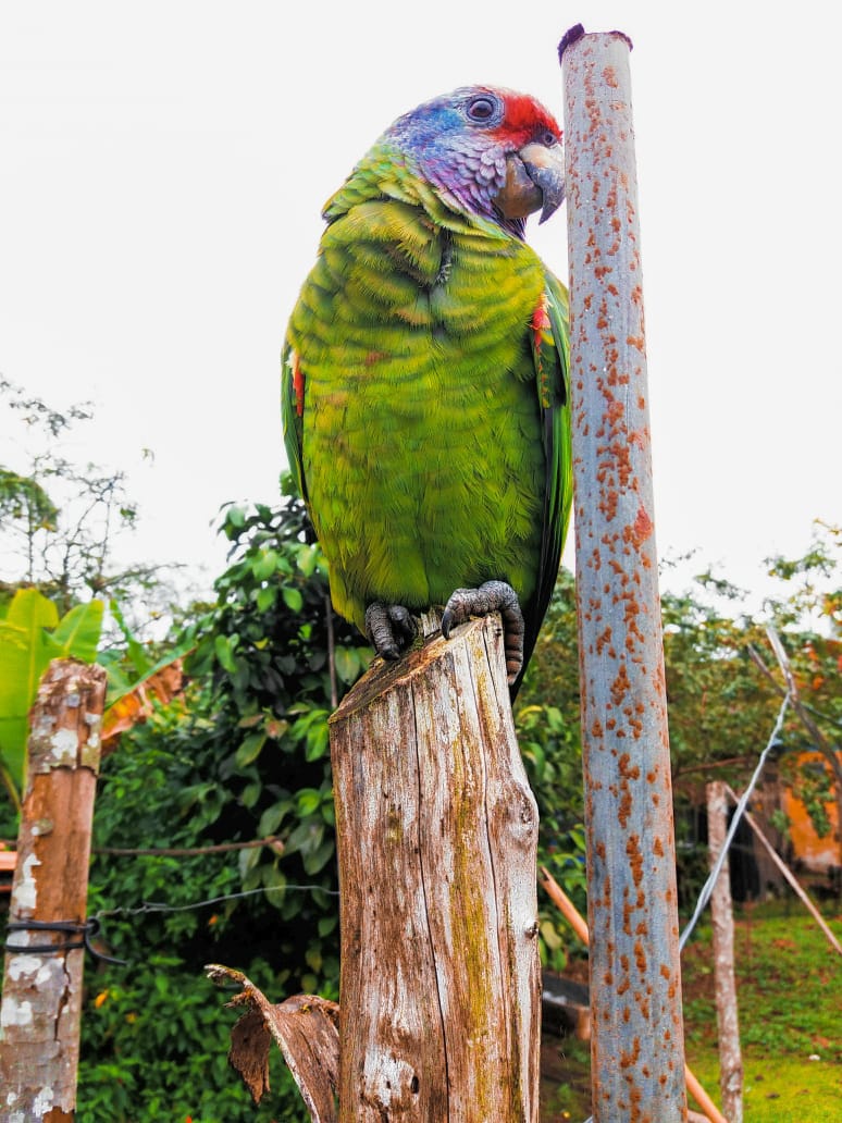 A Fauna Nativa é Um Dos Muitos Atrativos Das Comunidades Da Rede. Foto: Divulgação.