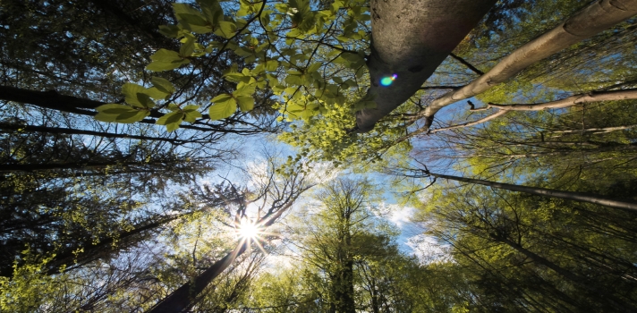 UNIVERSIA BRASIL: QUAL A DIFERENÇA ENTRE DESENVOLVIMENTO SUSTENTÁVEL E SUSTENTABILIDADE