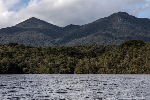 BEM PARANÁ: PARANÁ TEM 35% DE SUA ÁREA COM FLORESTAS NATURAIS OU PLANTADAS, MOSTRA ESTUDO